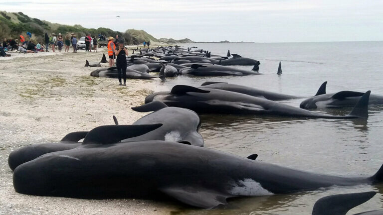 Nearly 100 whales die after mass stranding in New Zealand