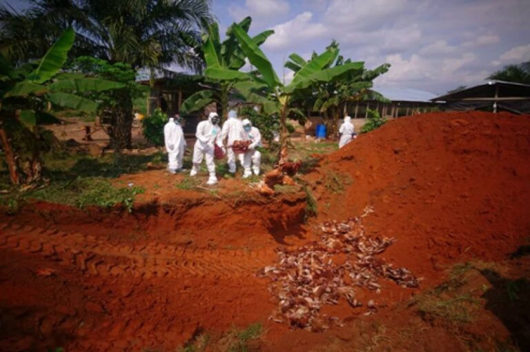 Bird Flu outbreak: Ban on movement of poultry products in Ashanti