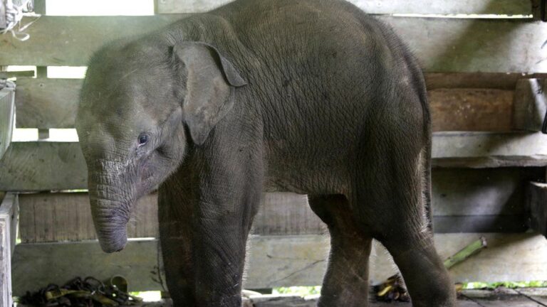 Baby elephant dies after losing half its trunk in poacher’s trap