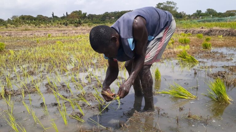 Food Production in Ghana: Peasant Farmers get a boost
