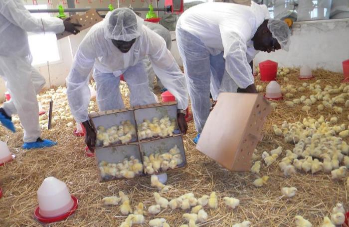 In 2021, imported chicken will cost over $600 million… poultry farmers unhappy