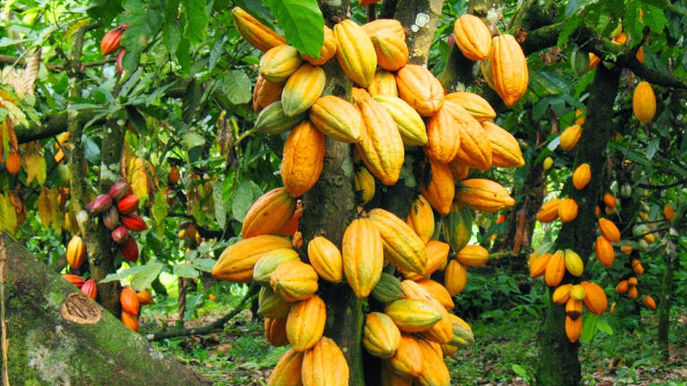 Time to shift away from cocoa export to local consumption- Prof. Owusu