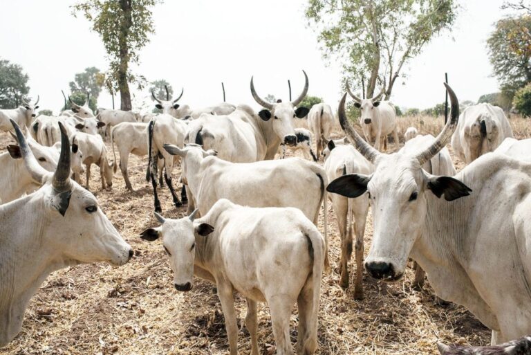 Man in court for killing 51 cows with overdose injection