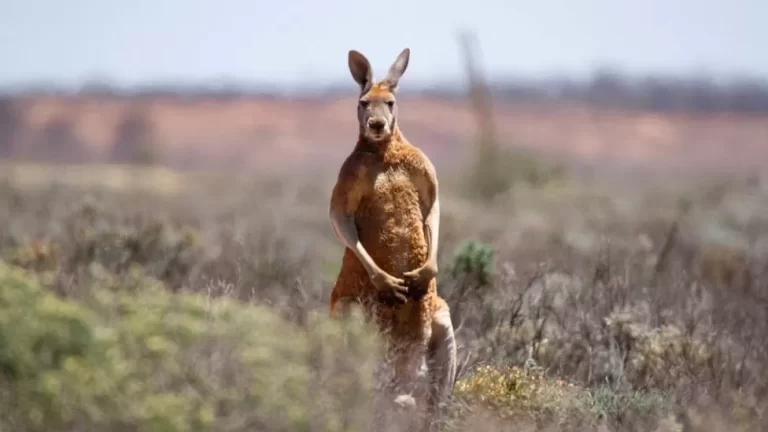 An Australian man has died after being attacked by a kangaroo he had been keeping as a pet, police say.