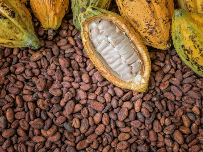 New cocoa price for 2022/2023 season will be announced next week 